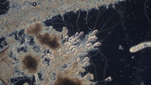 Anonymous plant microscopy sample from April 7 showing stable biology.