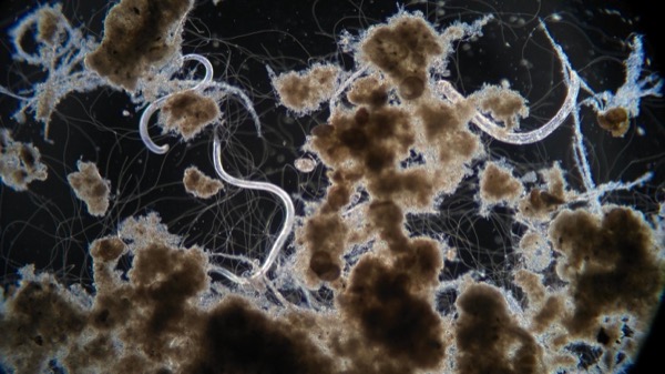 Anonymous plant microscopy sample from April 29 showing worsening filament growth.