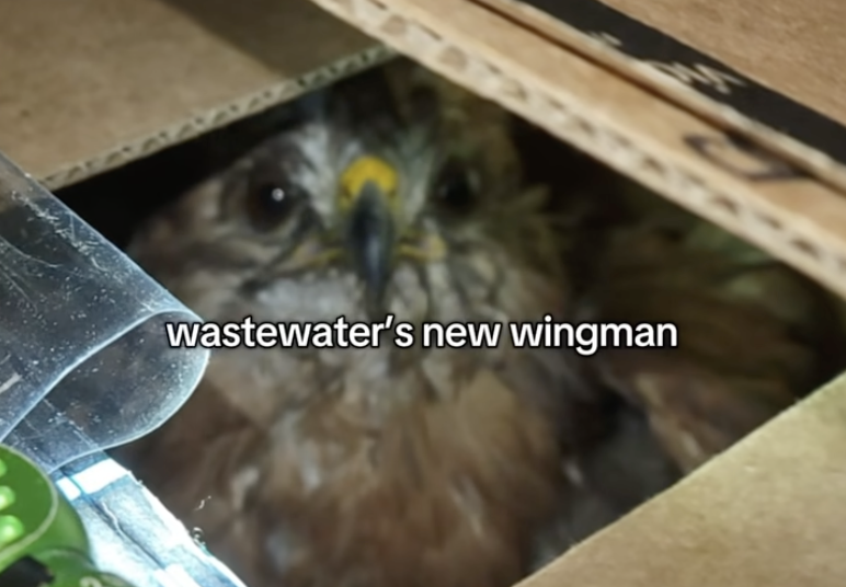 Hawk rescue post image