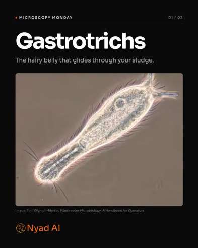 Microscopy Monday carousel cover featuring a gastrotrich