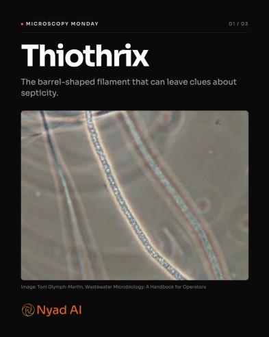 Microscopy Monday carousel cover featuring Thiothrix
