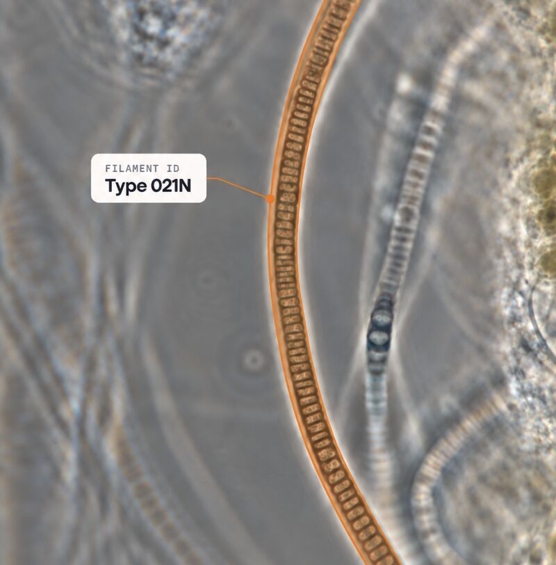 Caleb's post exploring the names of wastewater filaments