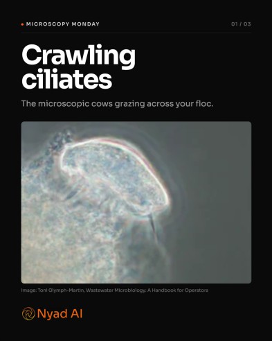 Microscopy Monday carousel featuring crawling ciliates