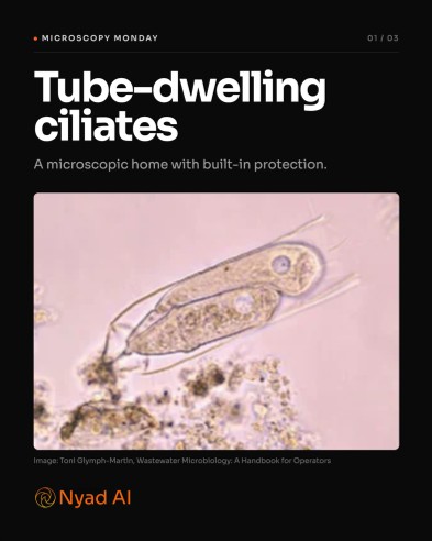 Microscopy Monday carousel featuring tube-dwelling ciliates