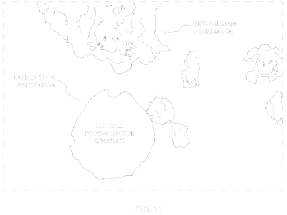 Elevated polysaccharide microscopy figure